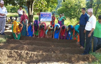 बैतडीको तिरखडेनीमा चक्लाबन्दी आलुखेती शुरु 